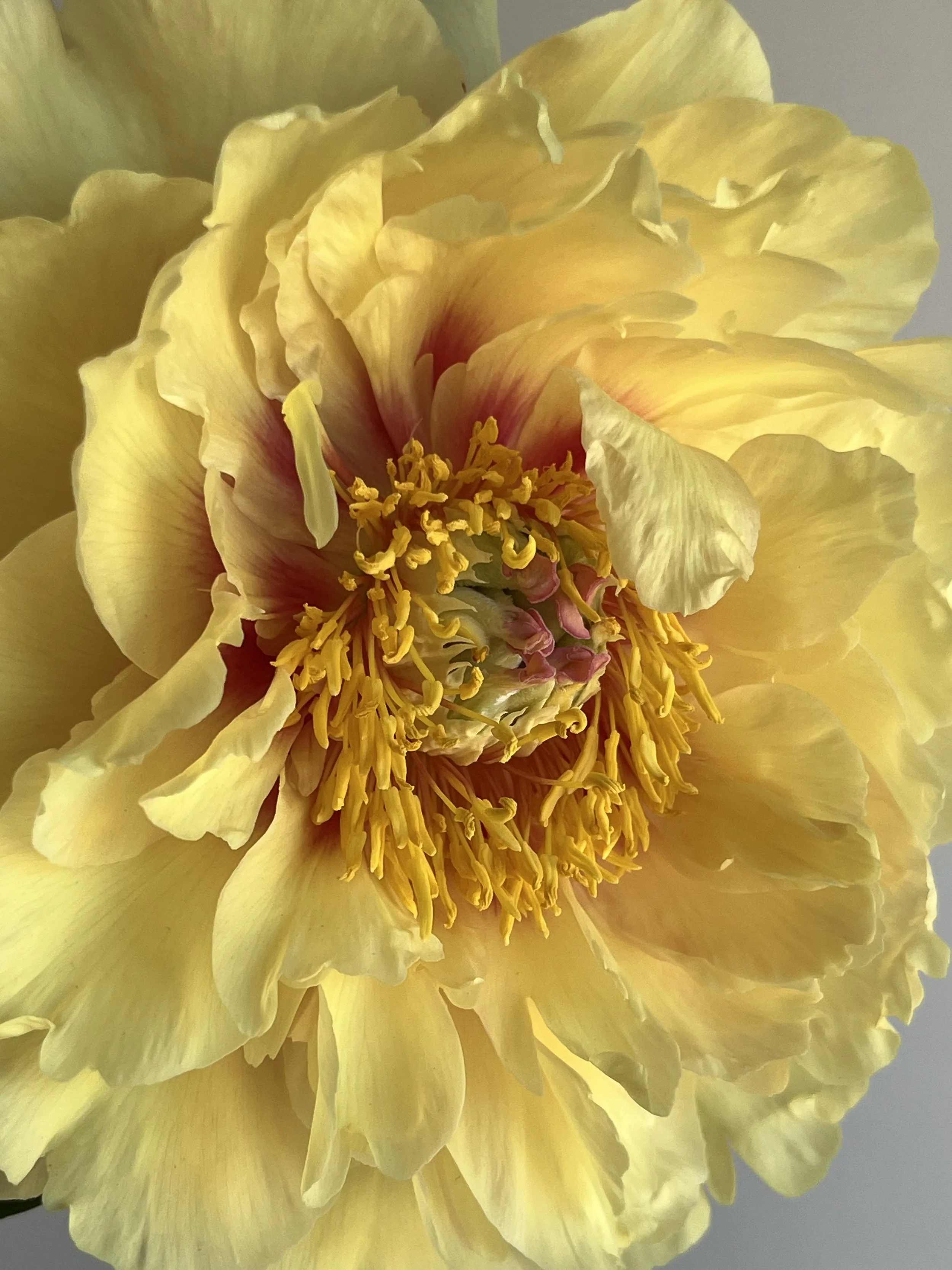 Garden Treasure