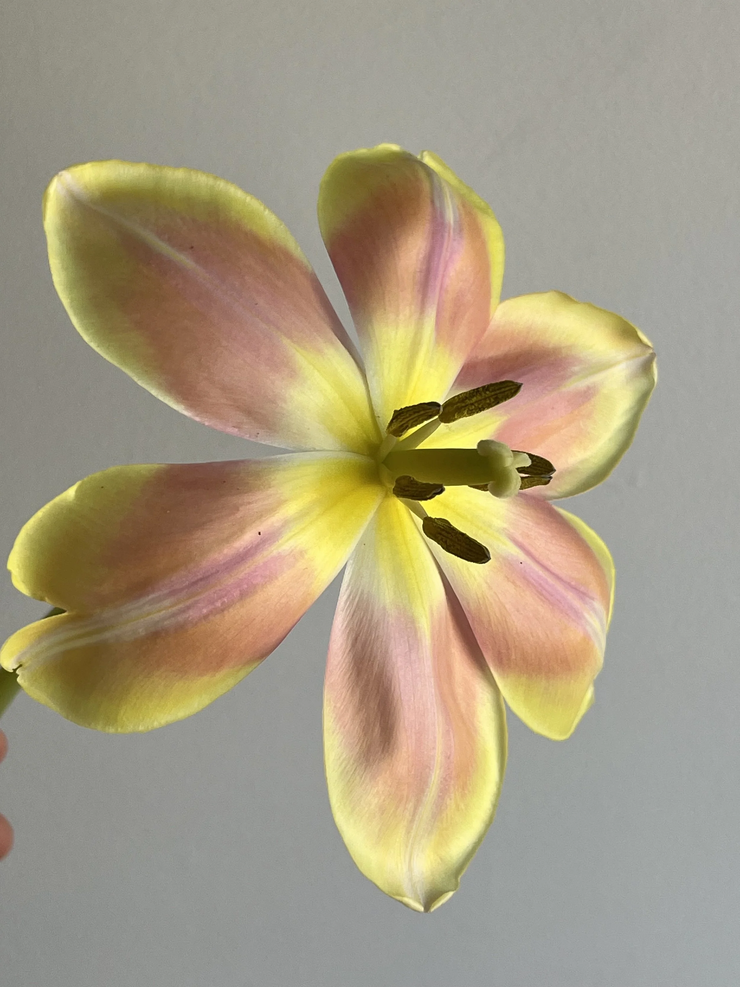 Tulip, Mango Charm 