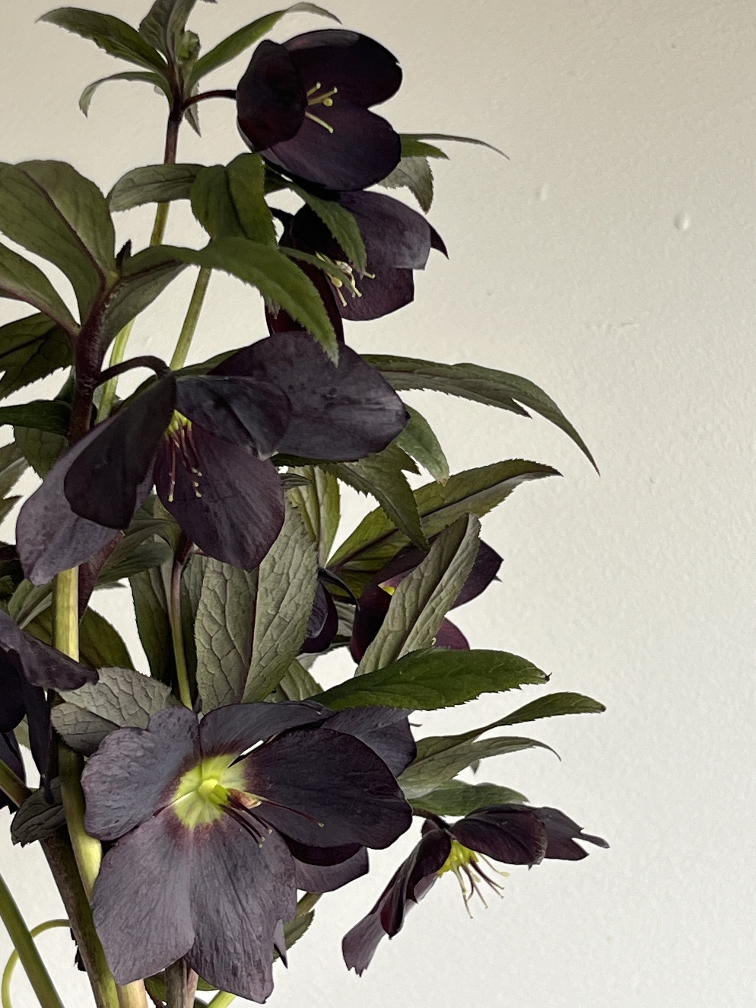 Hellebore, black