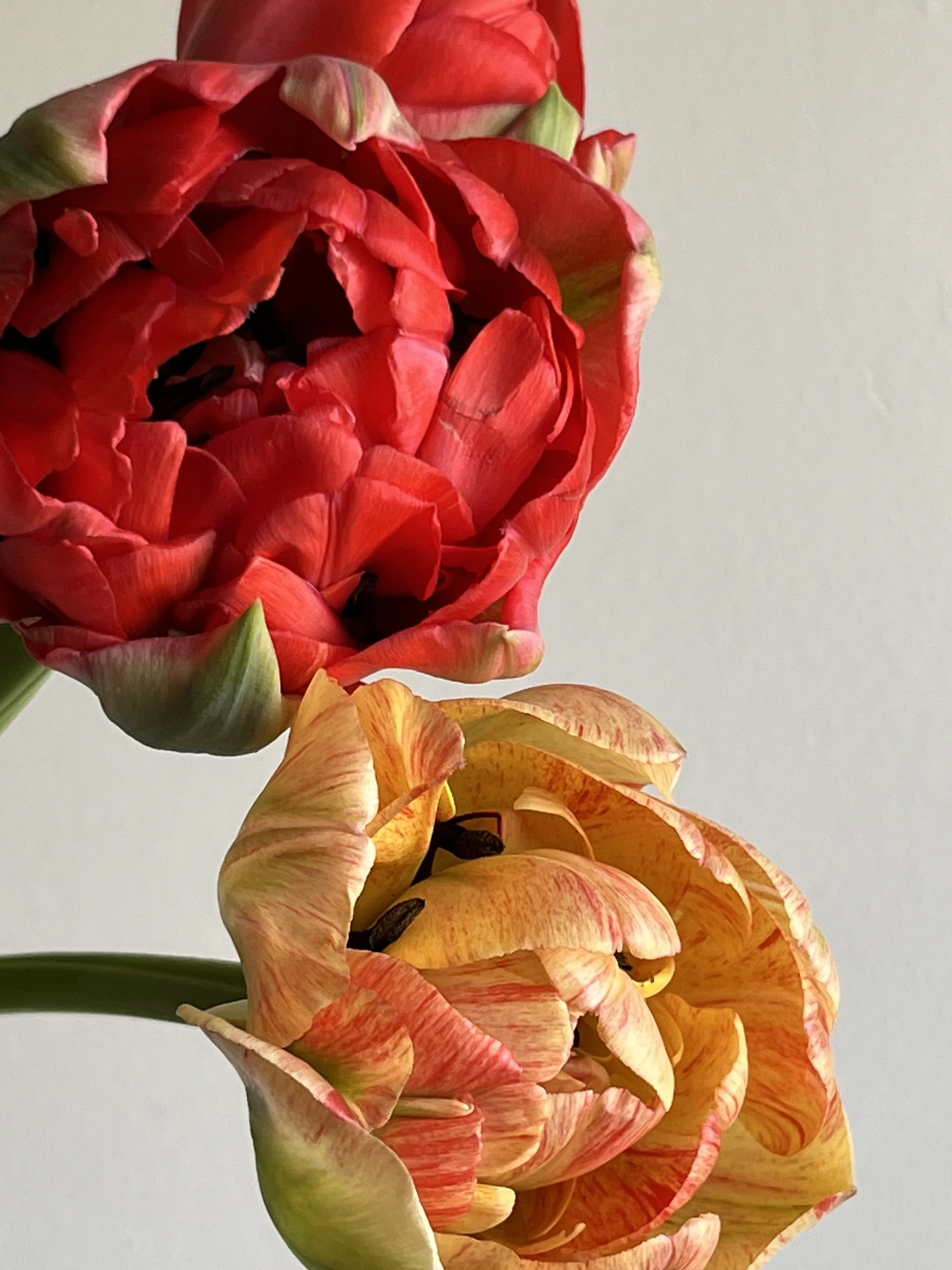 Tulip, Gudoschnik