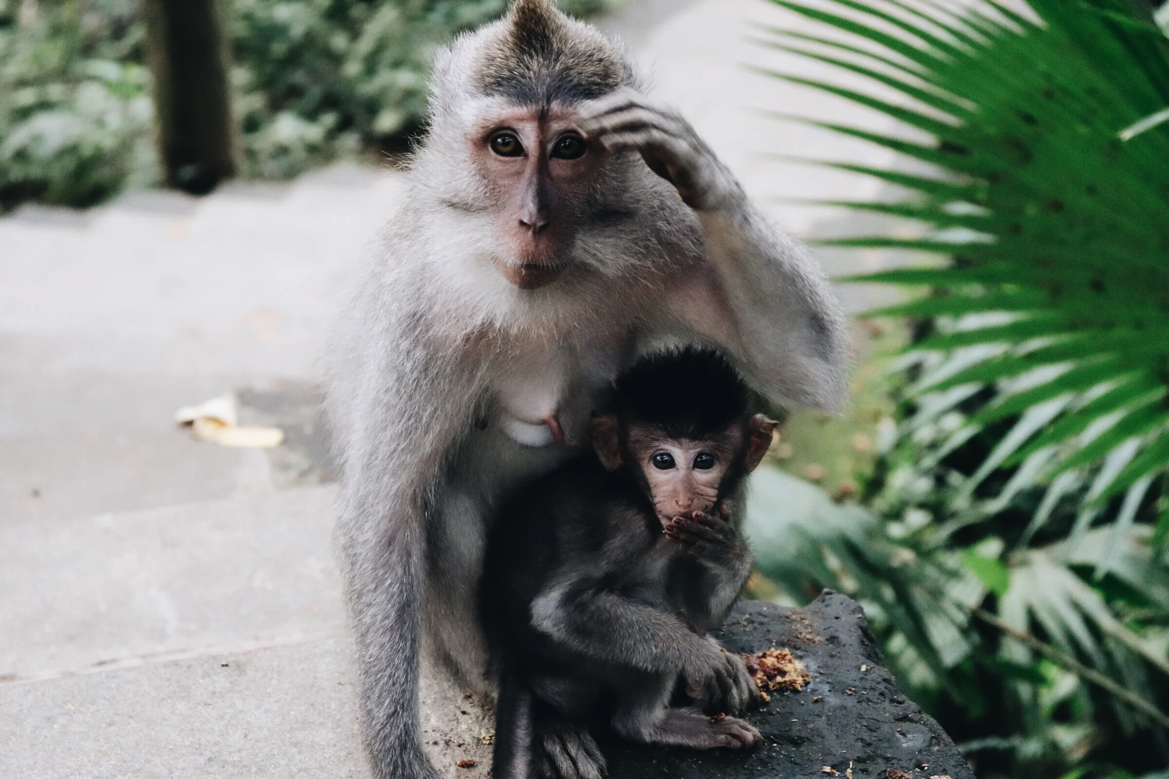 Mother & Baby Monkey
