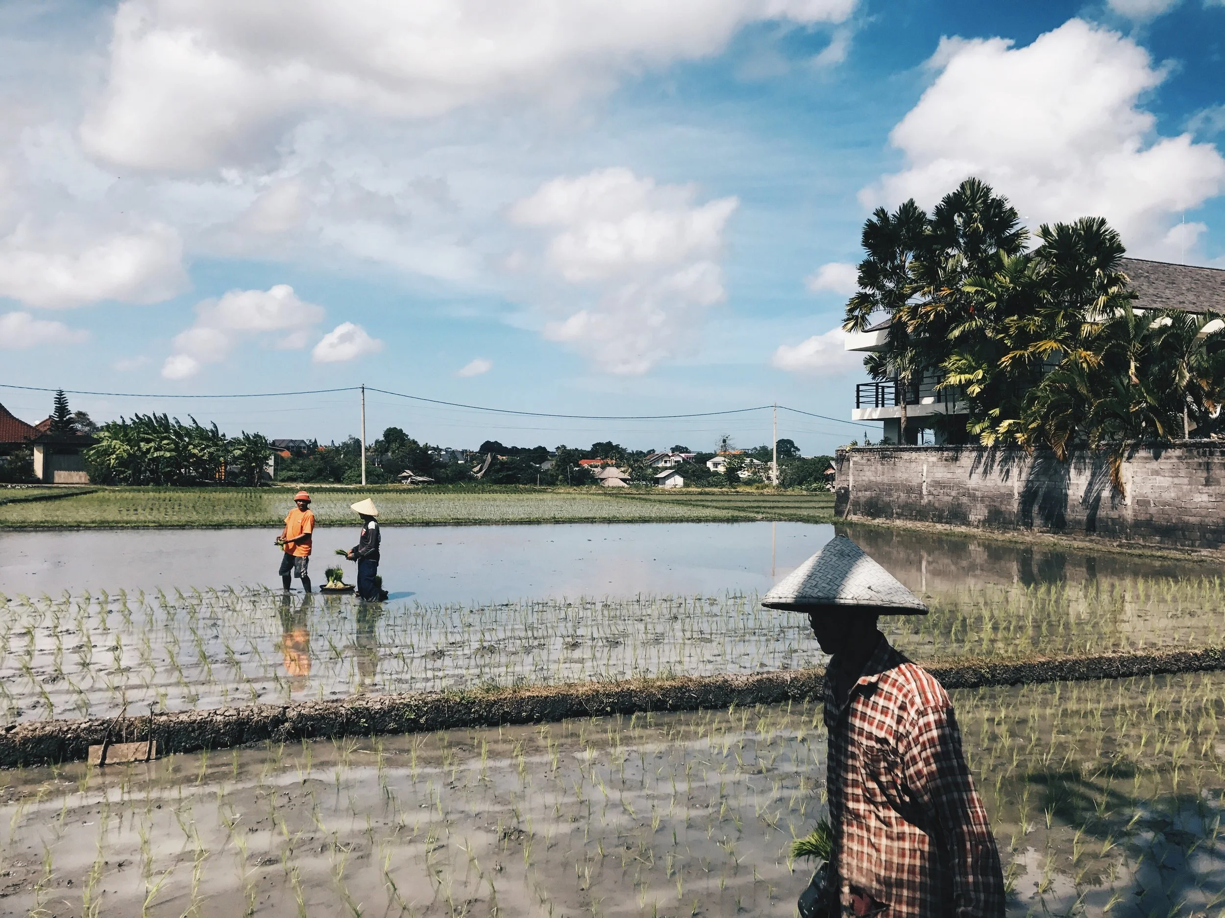 Rice Fields 2
