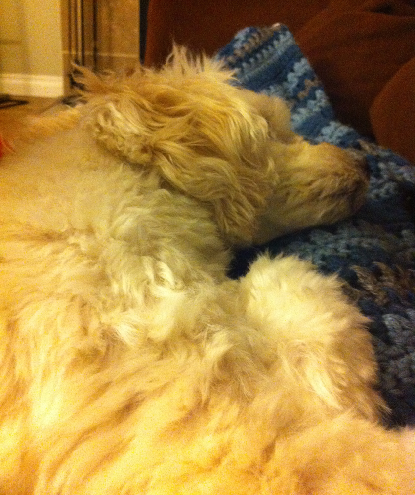 This was my view from the couch. Chloe didn't leave my side (or my stomach!) for days. She's such a good nurse!