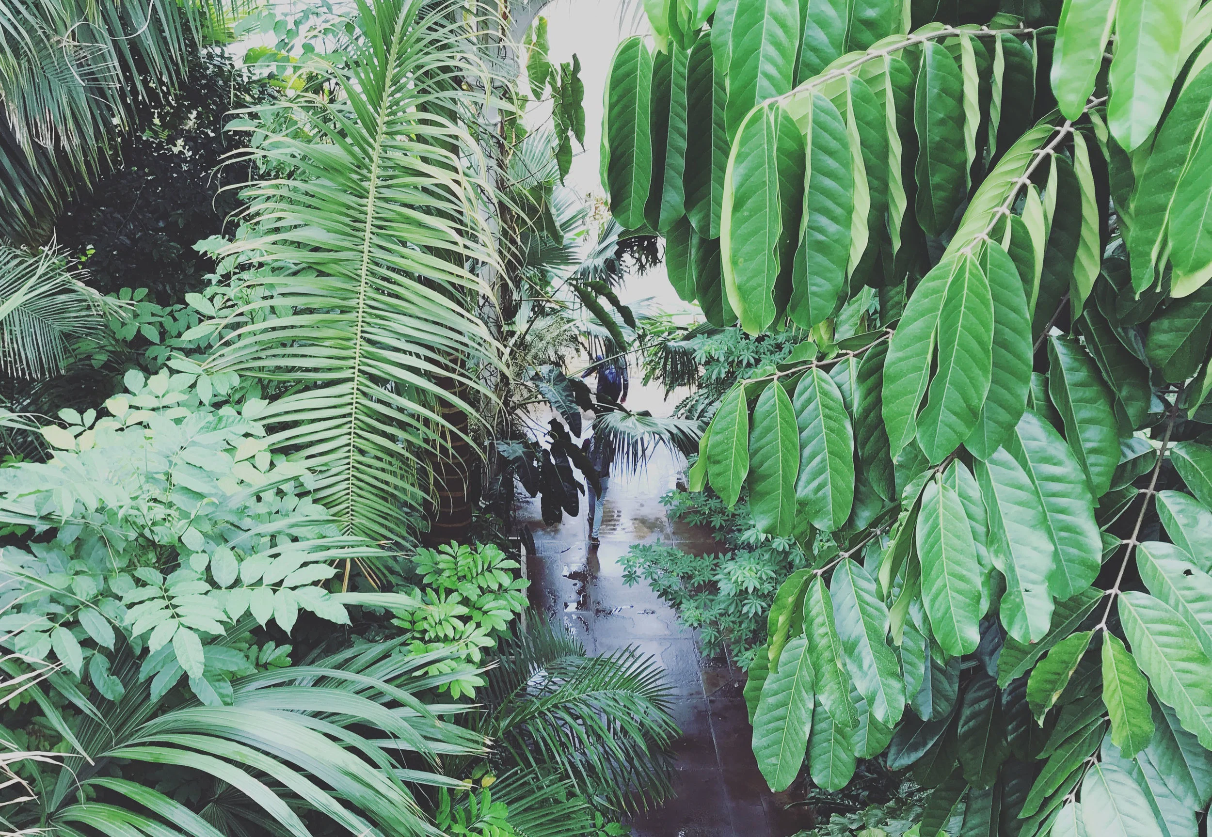 The Palm House - Kew Gardens, London