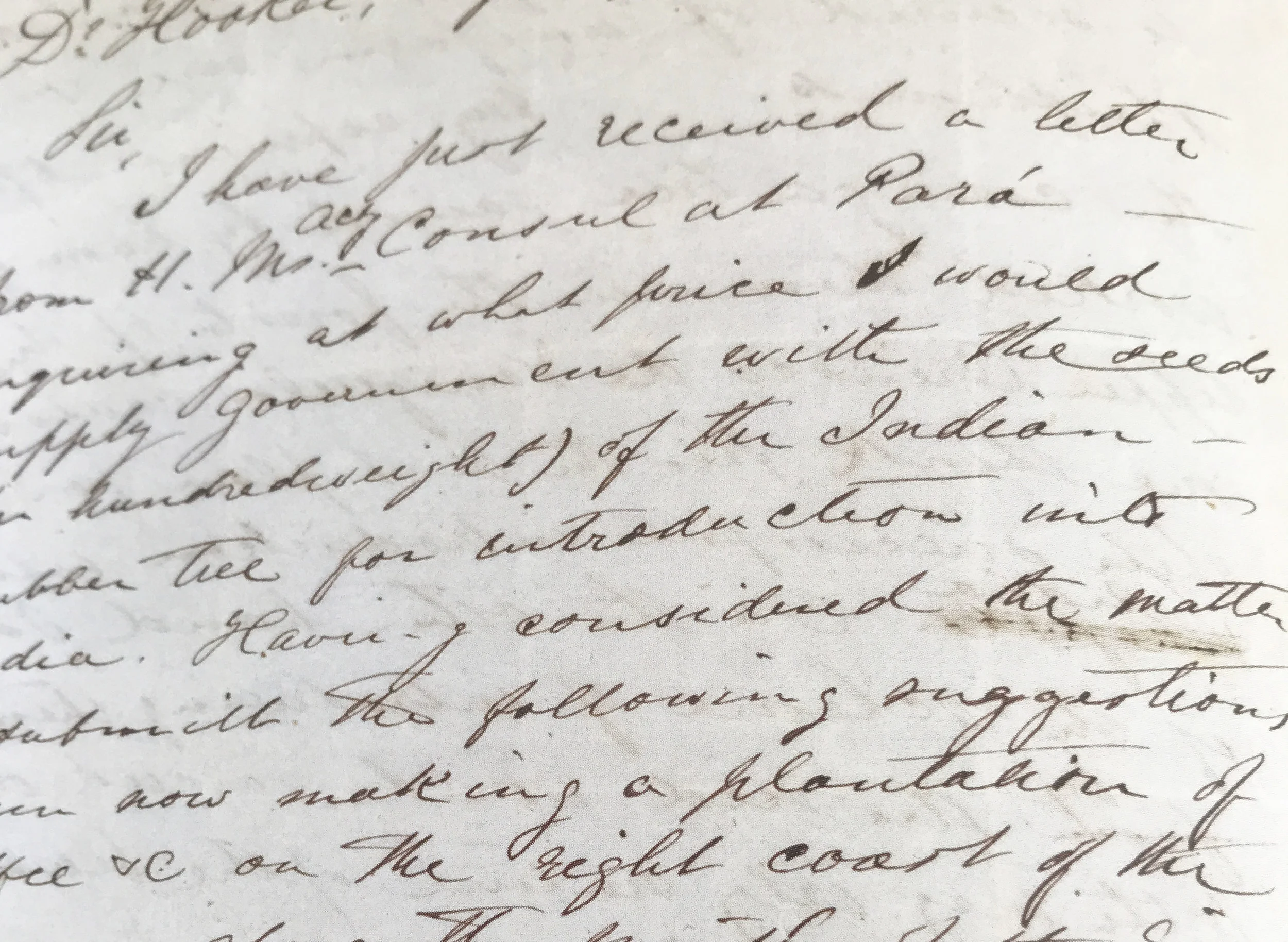 kew_leaves copy.jpg