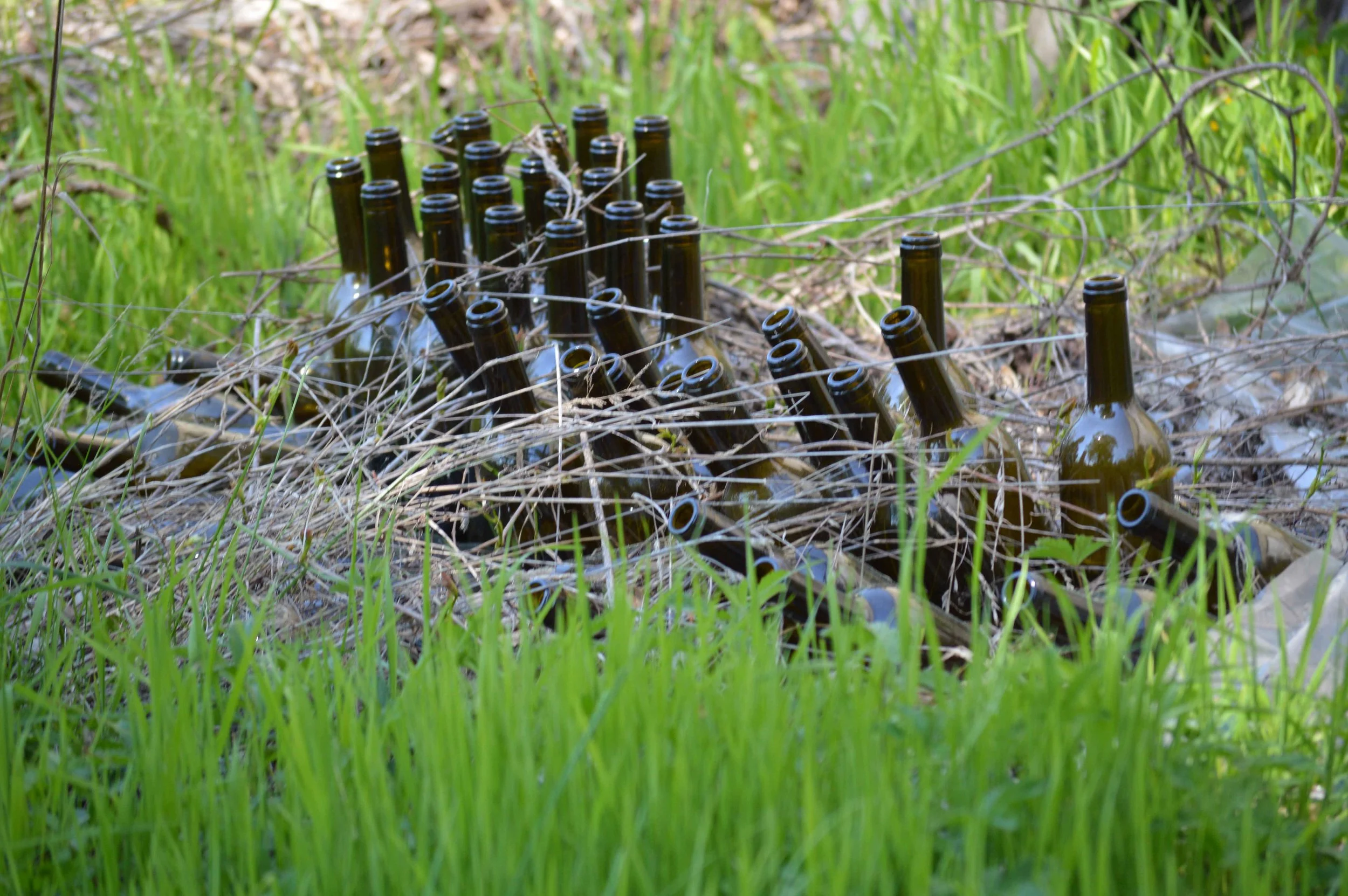 DSC_0515.jpg