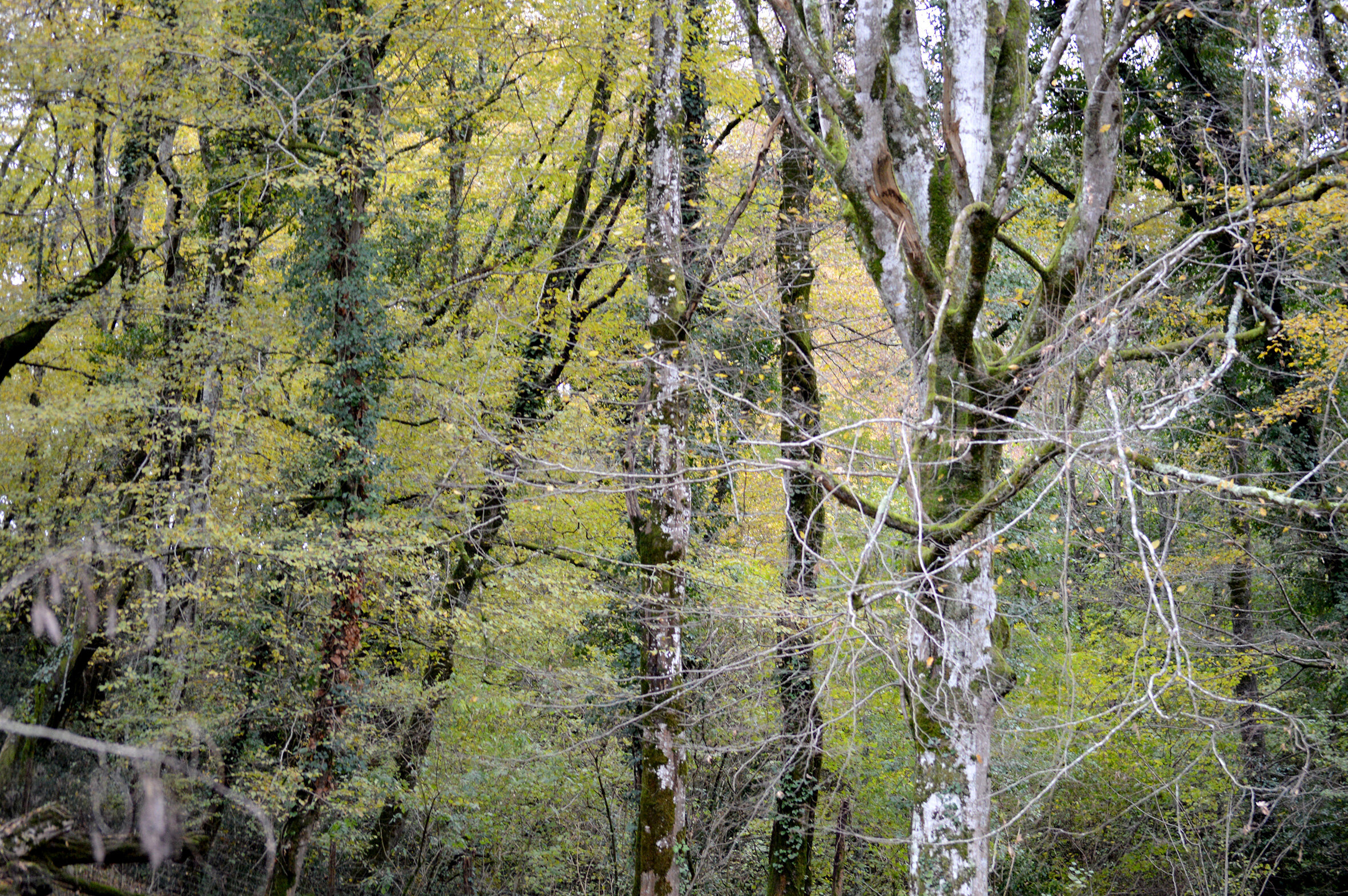 DSC_0314.jpg