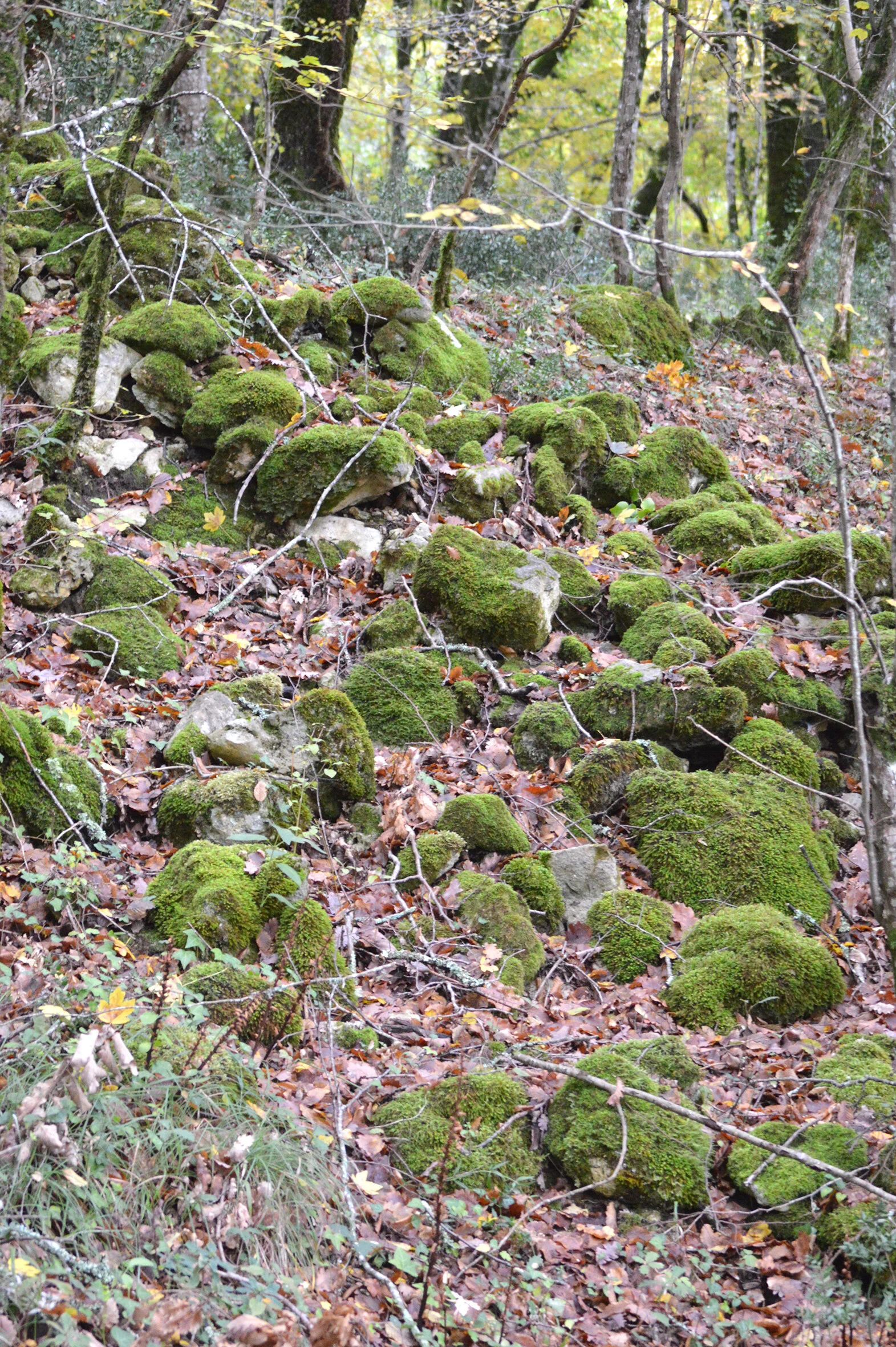 DSC_0442.jpg