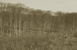 A potenial seed stand of Oak (Quercus petraea), in Normandy, France