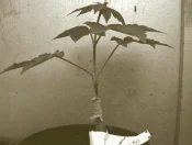 Viable graft of Sycamore (photo – Gerry Douglas)