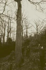 Gavin Munro shooting last year's Scion Wood from the top of a 'plus' sycamore in Herefordshire.