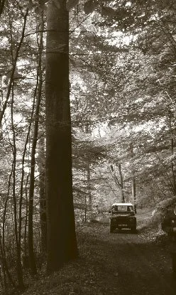 A typical stem of a 200-year-old beech