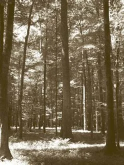 beech-lime-stands.jpg