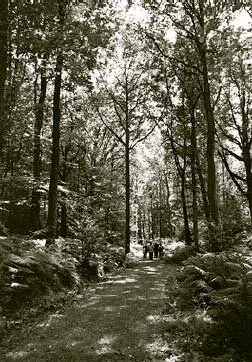 Members stroll through one of Frith Wood's fine oak stands on a glorious summer's day