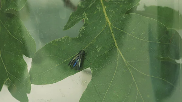 Agrilus on leaf