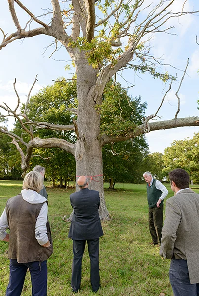 Miles Barne and an AOD oak