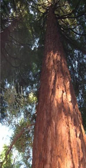 giant-redwood.jpg