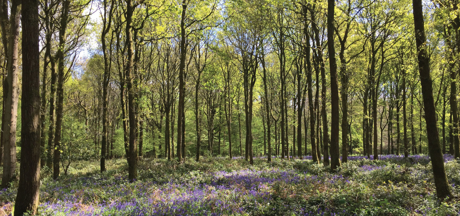 Image result for woodland