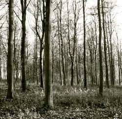 A fine stand of sycamore on the Farnley Hall Estate, where the courses are held.