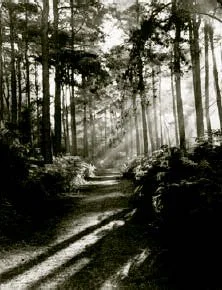 hill-rowland-01.jpg