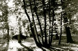 hill-rowland-02.jpg