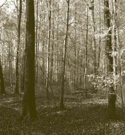 Bois du Château, St Christophe en Bresse