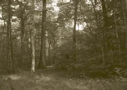 Forêt de Gergy