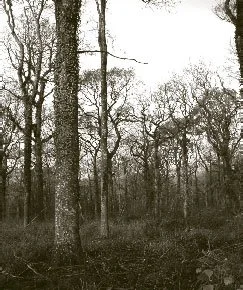 continuous-cover-management-lowlands.jpg