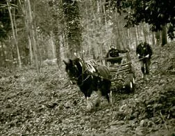 horse-logger-01.jpg