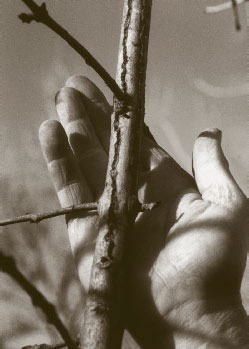 Vertical lines of hornet damage