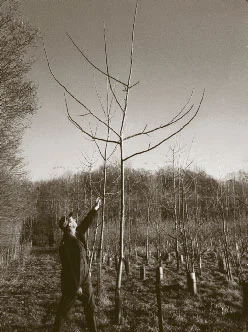 The astonishing growth of hybrid walnuts