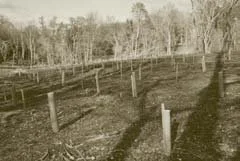 suffolk-planting-project-01.jpg