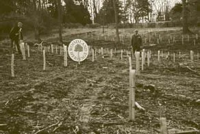 suffolk-planting-project-03.jpg