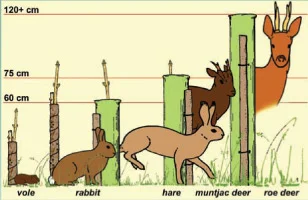 Figure 2 : Tree guard options to protect young trees from a range of common browsing animals