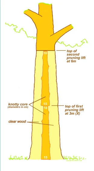 Figure 1 : A cross section along the length of a stem indicating the knotty core and clear wood