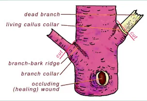 Figure 3 : The correct pruning cuts for live and dead branches