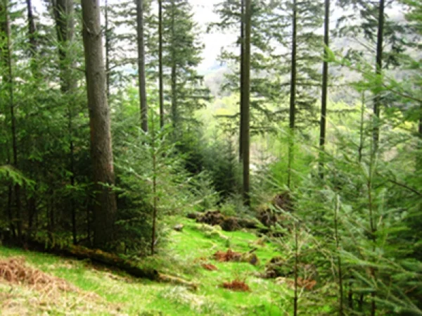 tree-register-alan-mitchell-lecture.jpg