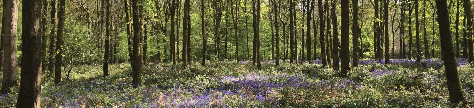 from-woodland-to-workshop.jpg