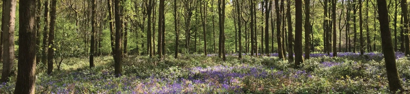 from-woodland-to-workshop.jpg