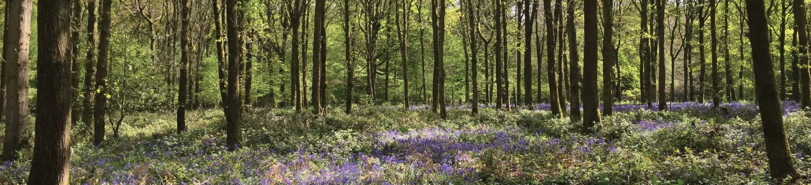 from-woodland-to-workshop.jpg