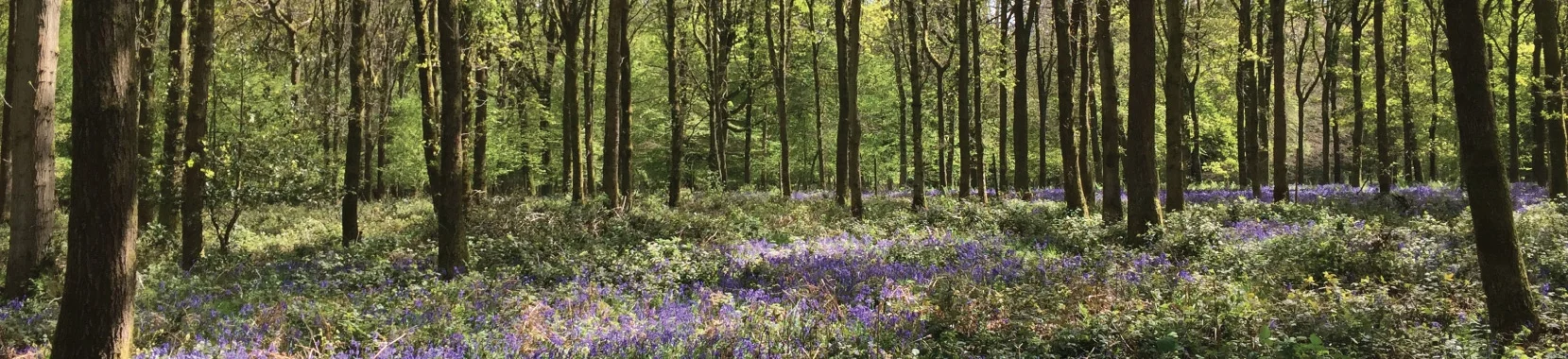 from-woodland-to-workshop.jpg