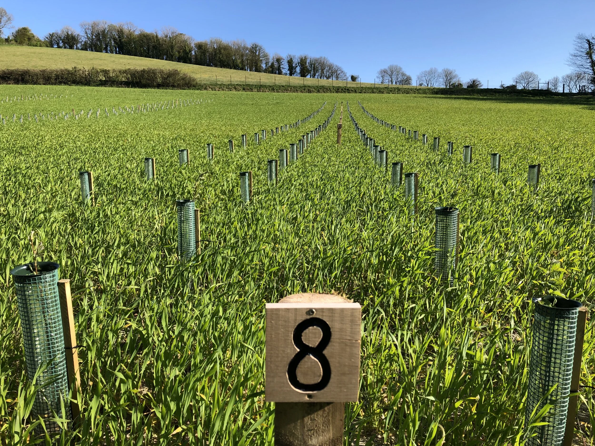 Wild Service Tree — Woodland Heritage