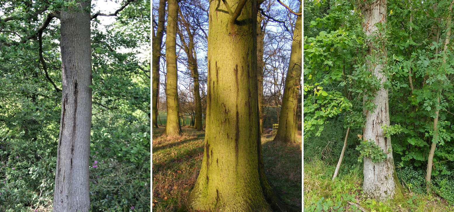 Acute Oak Disease