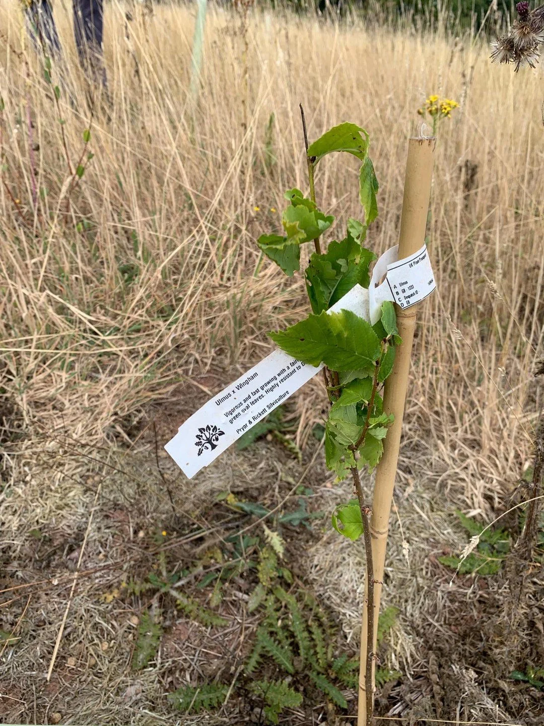 News from James Wood, Somerset, after a scorching, dry few months. 

1) Something encouraging: The Wingham Elms from Frank P Matthews nursery have done 'ok', despite the dry weather. 

2) Something surprising: We almost dug up the Yew trees when they