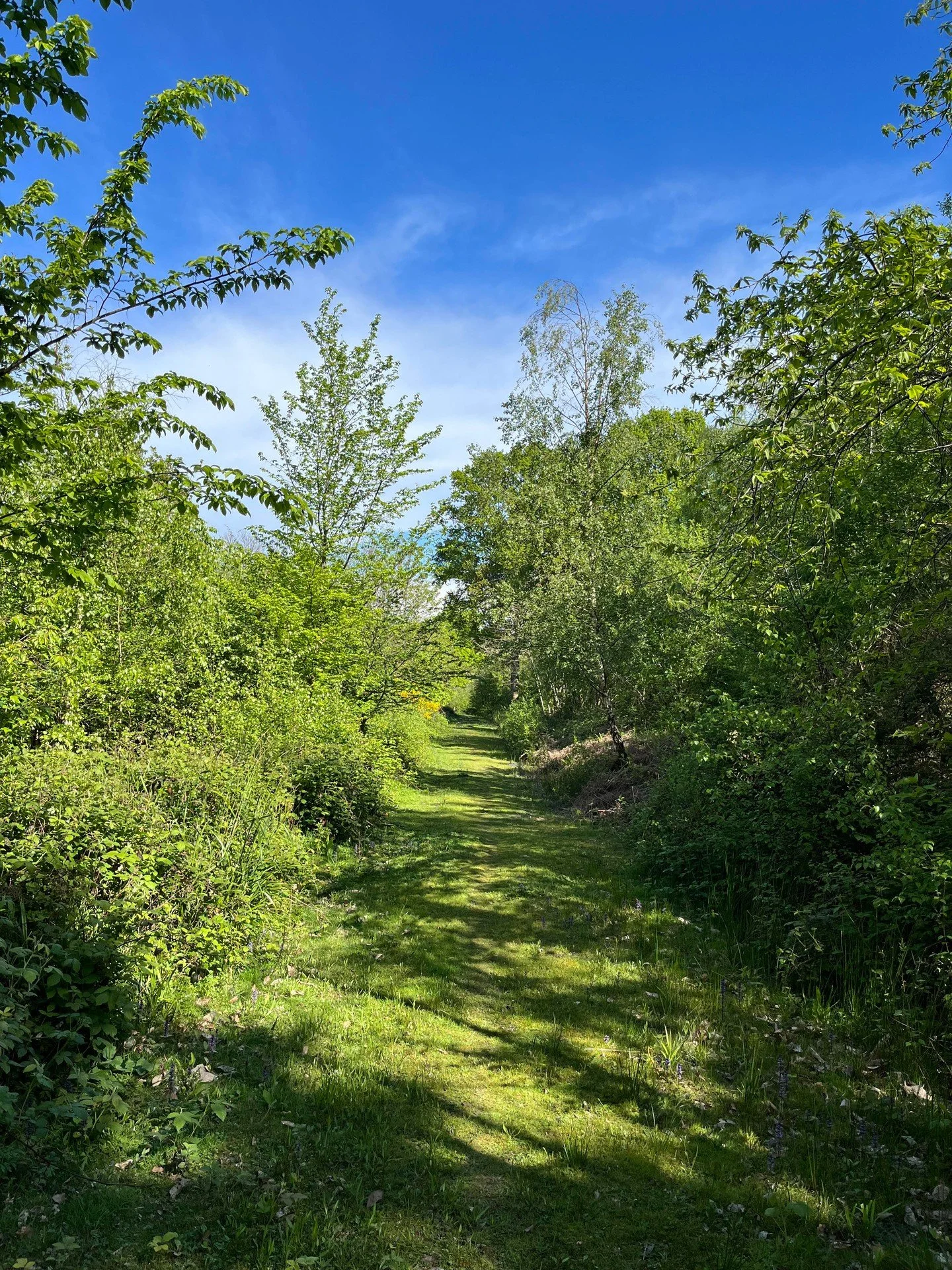 &quot;The complaints from neighbours poured in. We had, it was alleged, chopped down several hectares of ancient woodland and destroyed the habitat of wildflowers and wildlife in woodland adjoining the main road.

Not true.&quot;

Lisa Wood's approac