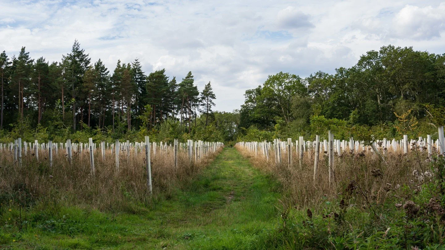 Clare O&rsquo;Reilly, Huw Davies and John Deakin recently joined the board of Trustees of Woodland Heritage. 

You can learn more about their backgrounds which include conservation management, humanitarian landmine clearance, silviculture, agroforest