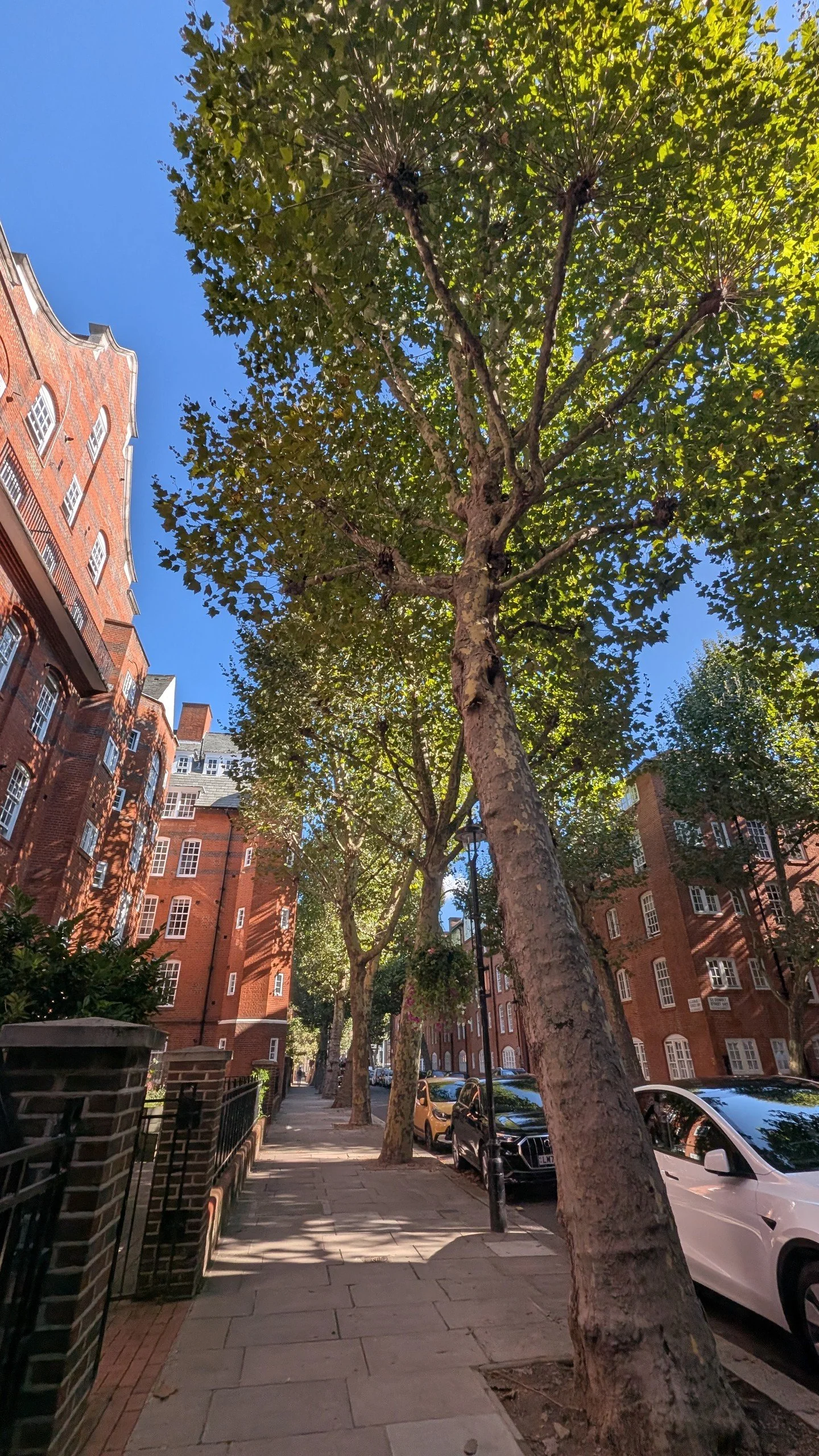 Trees in our towns and cities are treasure. They give so much to us all and are especially treasured on hot days, like these London Plane trees. It brought to mind an excellent post from Andrew Hunter Murray about their amazing climate fighting adapt