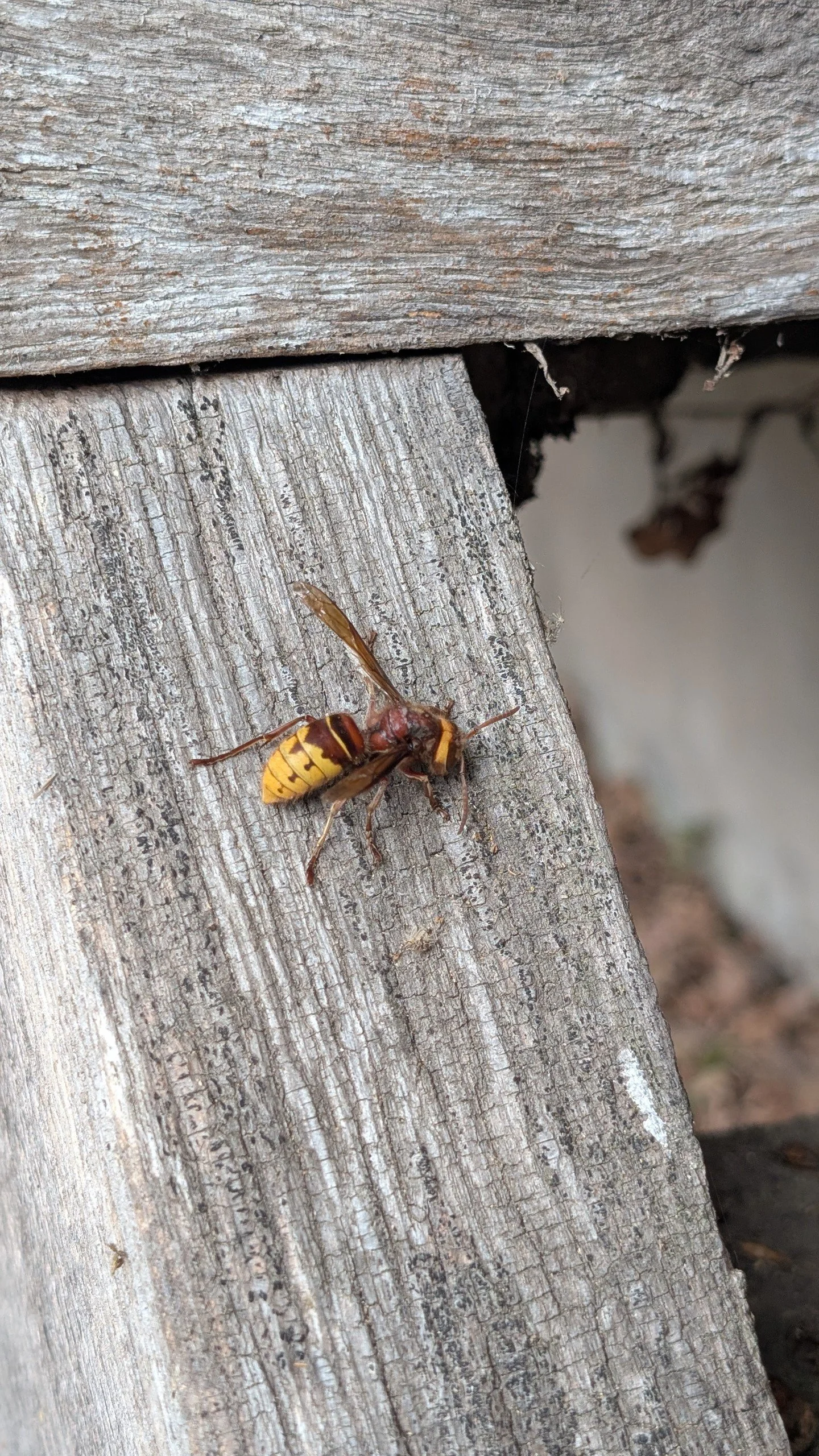 Look at this not-so-little beauty! A European Hornet, we think. Vespa crabro. Pictured recently at Whitney Sawmills, this little gem could have been turning the oak sawmill building into material for its nest. Note: If you spot an Asian Hornet (black