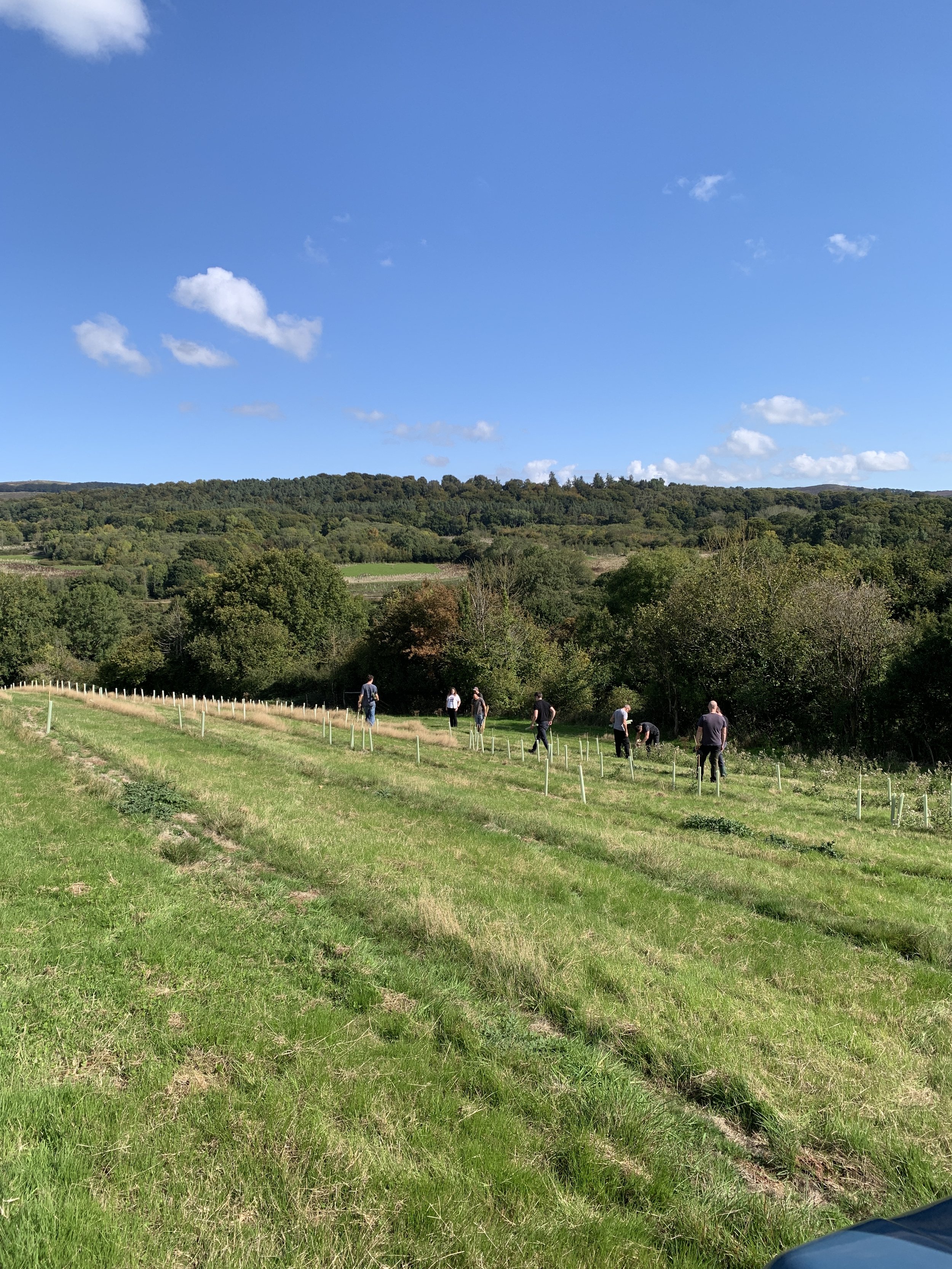 Protecting emerging oak saplings at James Wood