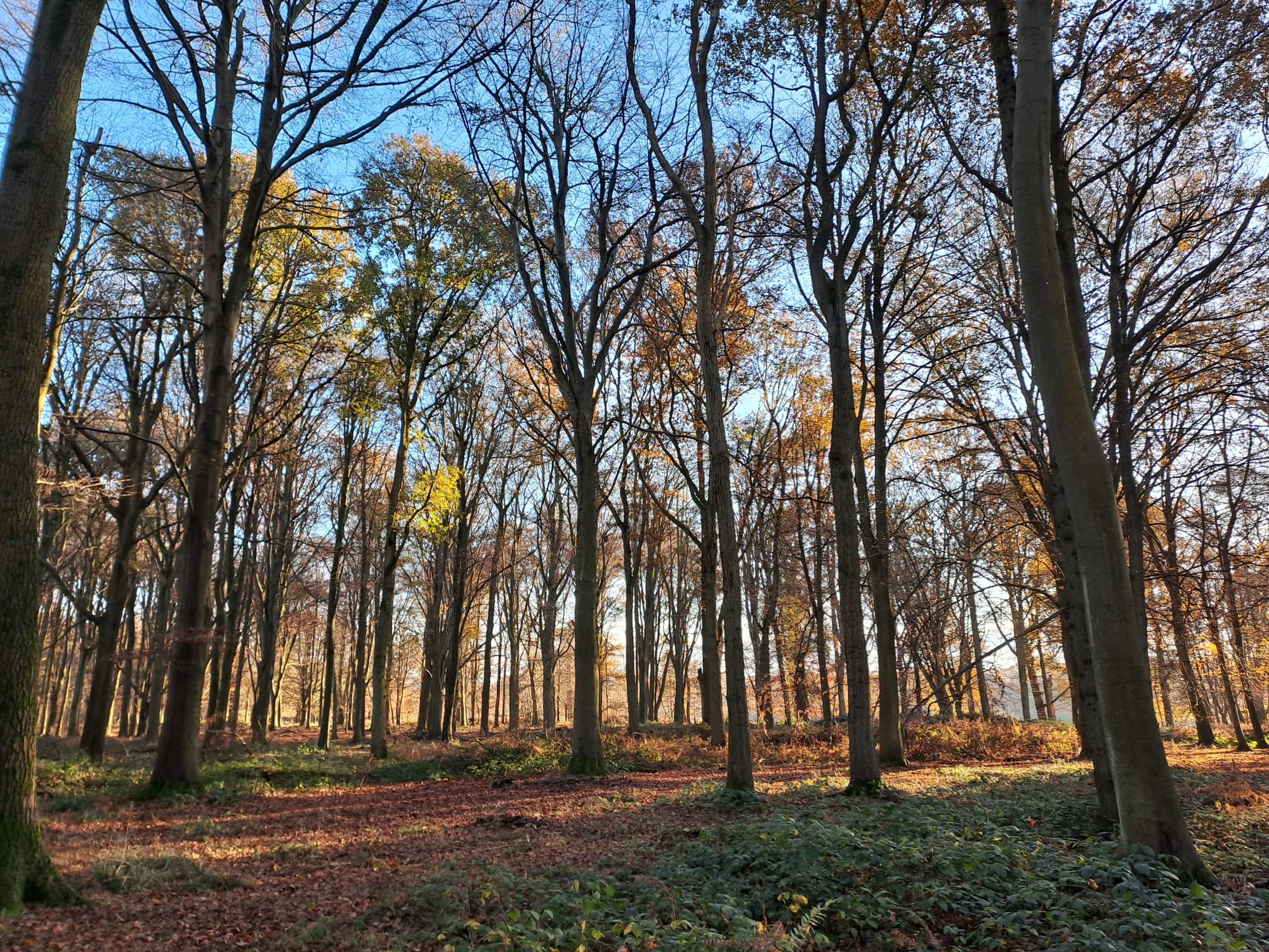 Open Woods &amp; Workshops - launch!